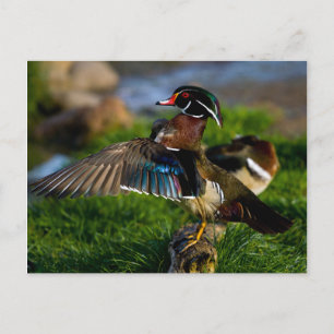 Wood Duck Wing Postkarte