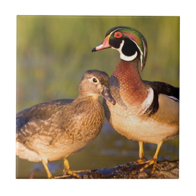 Wood Ducks and Female on log in wetland Fliese (Vorderseite)