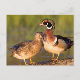 Wood Ducks and Female on log in wetland Postkarte