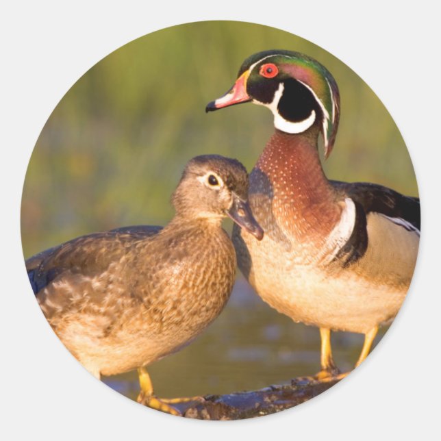 Wood Ducks and Female on log in wetland Runder Aufkleber (Vorderseite)