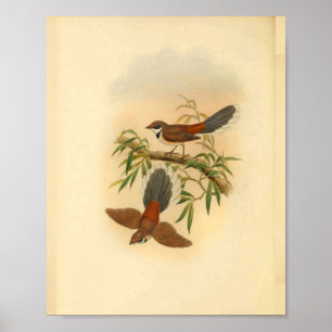 Wood Fantail Flycatcher Bird Vintag Print Poster