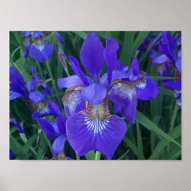 Wood Iris Poster (Vorne)