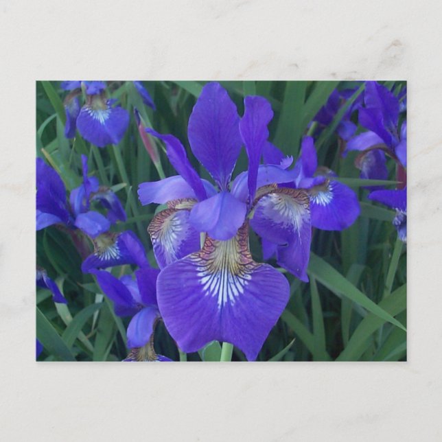 Wood Iris Postkarte (Vorderseite)