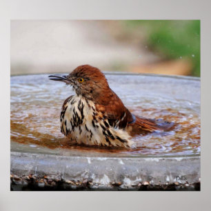Wood Thrush Poster