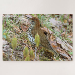 Wood Thrush Puzzle