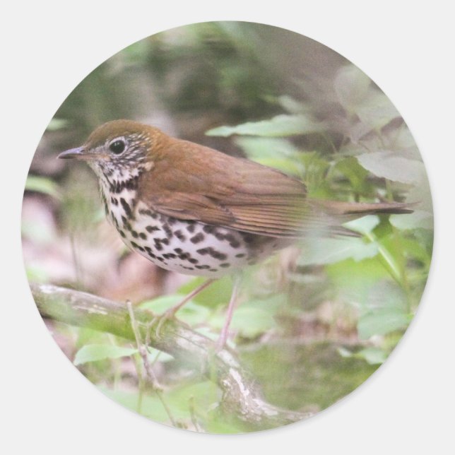 Wood Thrush Runder Aufkleber (Vorderseite)