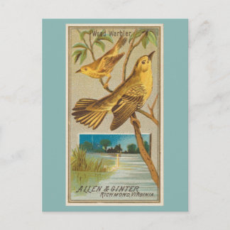Wood Warbler Postkarte