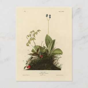 Wood Wren (House Wren), Audubons Vögel von Amerika Postkarte