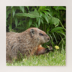 Woodchuck AKA Groundhoug mit Blume Puzzle