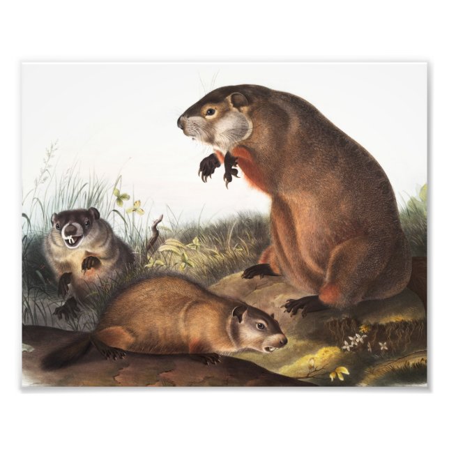 Woodchuck (Arctomys monax) Illustration Fotodruck (Vorne)