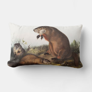Woodchuck (Arctomys monax) Illustration Lendenkissen