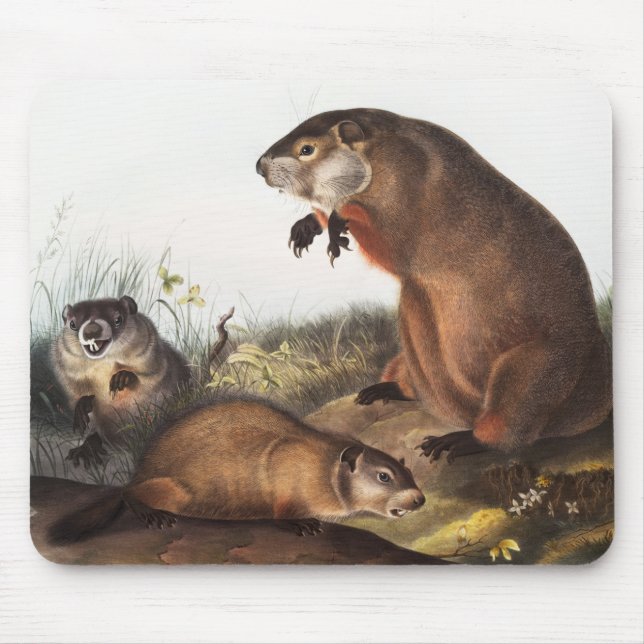 Woodchuck (Arctomys monax) Illustration Mousepad (Vorne)