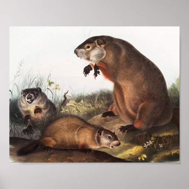 Woodchuck (Arctomys monax) Illustration Poster (Vorne)