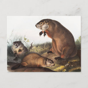 Woodchuck (Arctomys monax) Illustration Postkarte