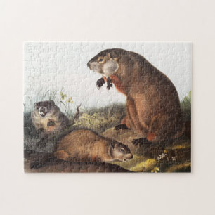Woodchuck (Arctomys monax) Illustration Puzzle