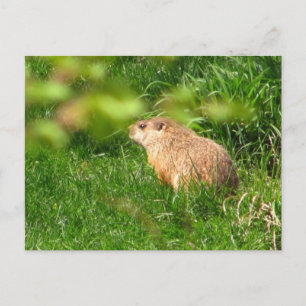 Woodchuck ~ Postcard Postkarte