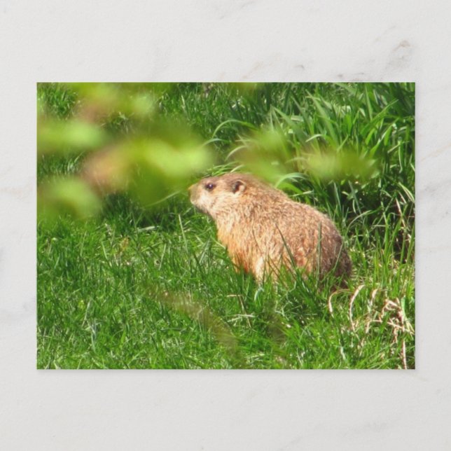 Woodchuck ~ Postcard Postkarte (Vorderseite)
