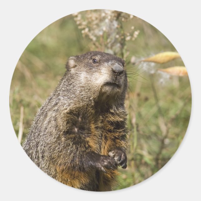 Woodchuck Runder Aufkleber (Vorderseite)