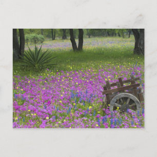 Wooden Cart in field of Phlox, Blue Bonnets Postkarte