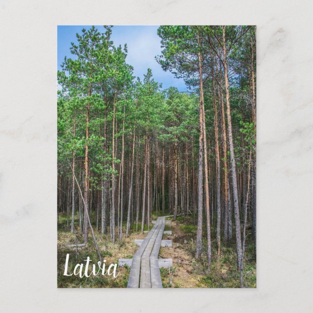 Wooden trail in pine forest postkarte (Vorderseite)