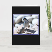 Woodhouse's Scrub-Jay-Modeling für die Kamera.