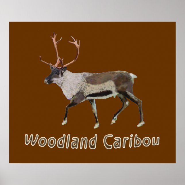 Woodland Caribbean Poster (Vorne)