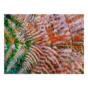 Woodland Ferns Fotodruck
