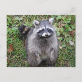 Woodland Niedlich Raccoon Fotografie Postkarte