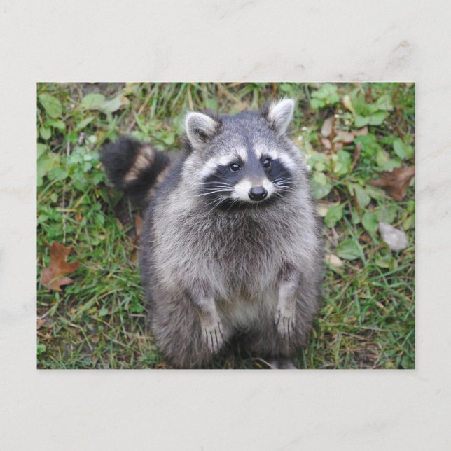 Woodland Niedlich Raccoon Fotografie Postkarte (Vorderseite)