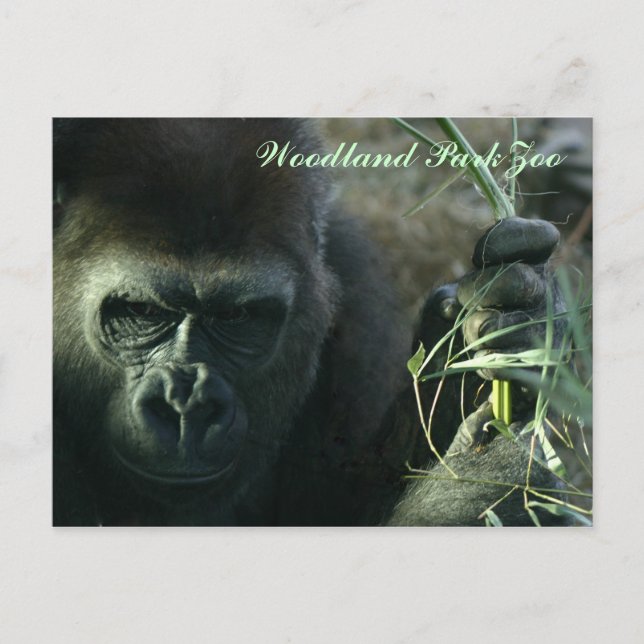 Woodland Park Zoo Postkarte (Vorderseite)
