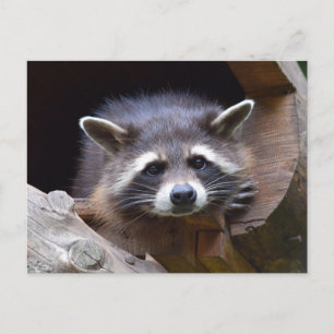 Woodland Raccoon Fotografie Postkarte