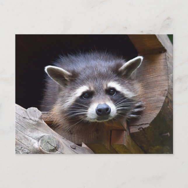 Woodland Raccoon Fotografie Postkarte (Vorderseite)