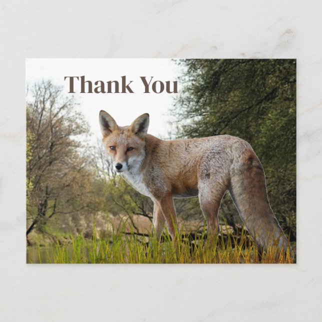 Woodland Red Fox Danke, Postcard Postkarte (Vorderseite)