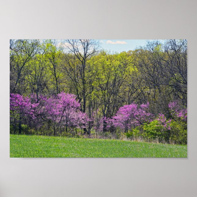 Woodland Redbud Trees Shawnee Mission Parks Kansas Poster (Vorne)