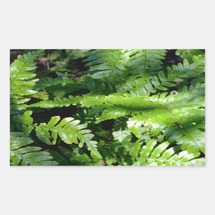 Woodland Spring Green Ferns Rechteckiger Aufkleber