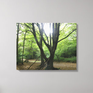 Woodland Sunshine Canvas Print Leinwanddruck