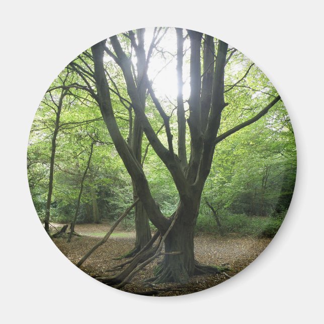 Woodland Sunshine Magnet (Vorne)