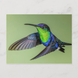 Woodnymph Hummingbird Postcard Postkarte