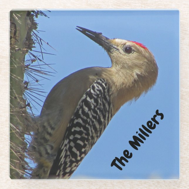Woodpecker Foto Familienname Südwestwüste Bird Glasuntersetzer (Vorderseite)