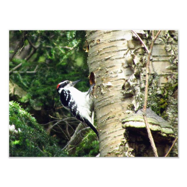 Woodpecker Foto Print (Vorne)