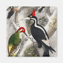 Woodpecker, Grüner Specker, Woodpecker Bird Magnet