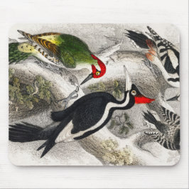 Woodpecker, Grüner Specker, Woodpecker Bird Mousepad