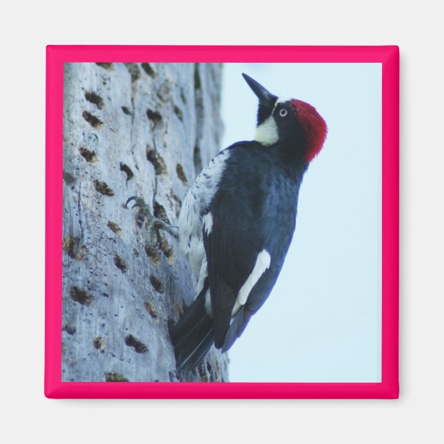 Woodpecker Magnet (Vorne)