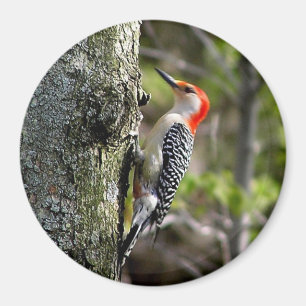 Woodpecker Magnet