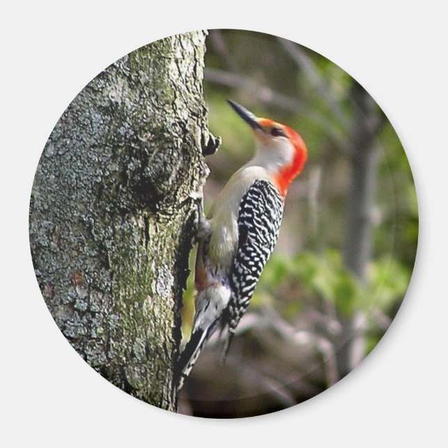 Woodpecker Magnet (Vorne)
