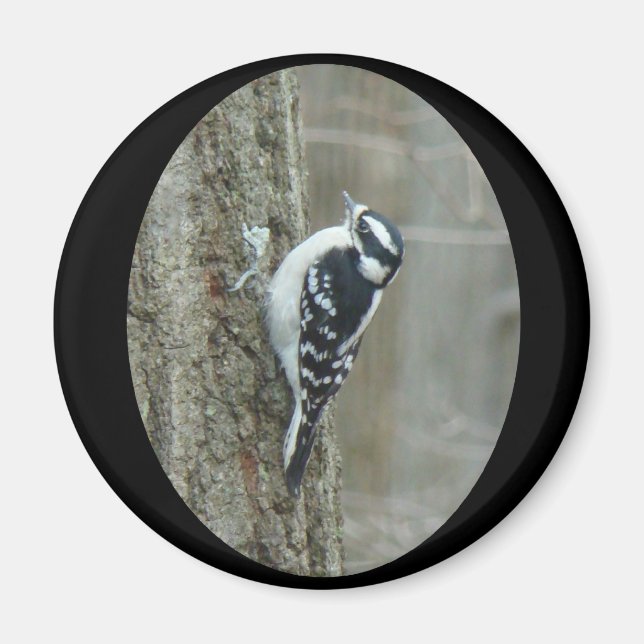 Woodpecker-Objekte herunterladen Magnet (Vorne)