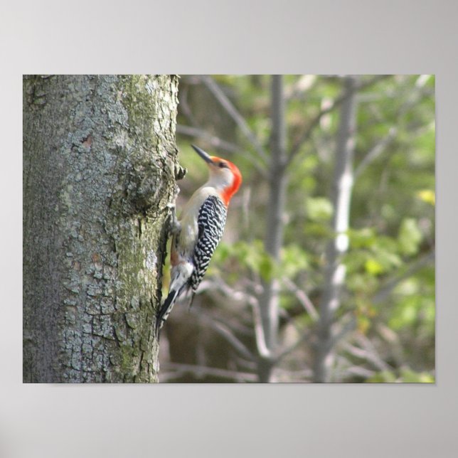 Woodpecker Poster (Vorne)