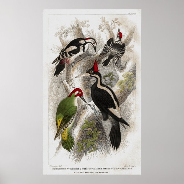 Woodpecker Poster (Vorne)