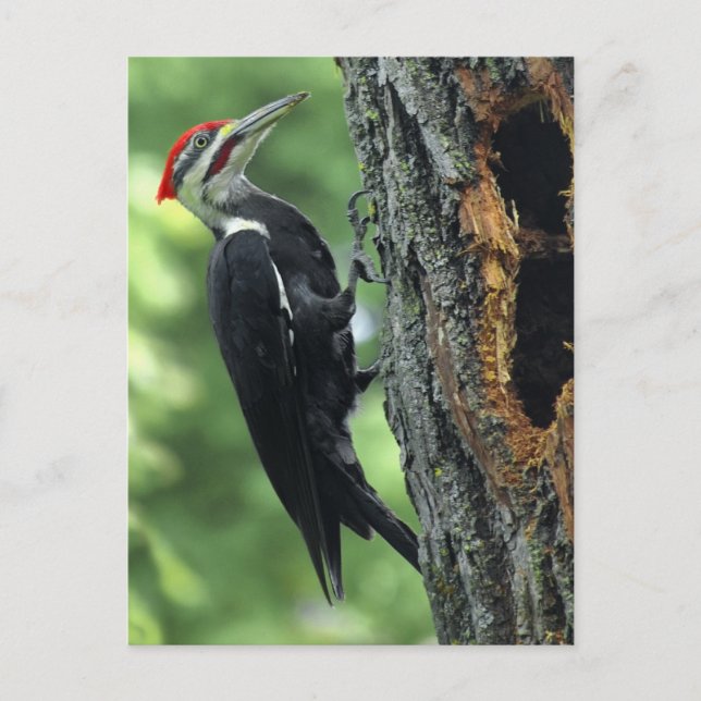 Woodpecker Postkarte (Vorderseite)