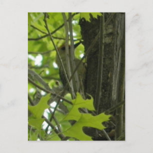 Woodpecker-Postkarte Postkarte